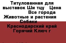 Титулованная для выставок Ши-тцу › Цена ­ 100 000 - Все города Животные и растения » Собаки   . Краснодарский край,Горячий Ключ г.